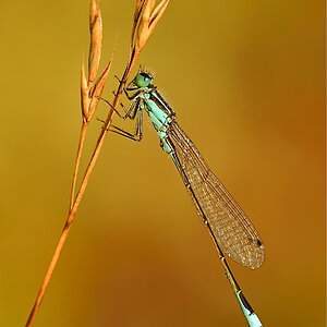 MER 7565