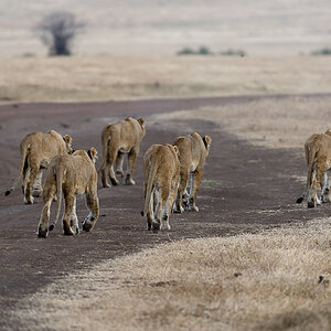tanzania ngoro nff 005