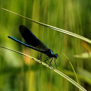 blaue Libelle
