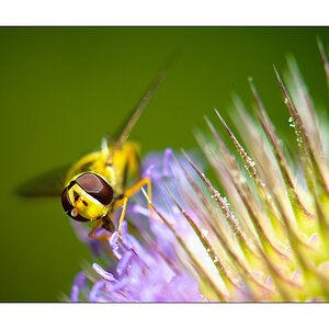 Schwebfliege (Epiyrphus balteatus)

Nikon D800, AF-S Micro-Nikkor f/2.8/ 105 mm, Nikon Speedlighte SB-910, Blende 1:8 bei 1/250 Sekunde.