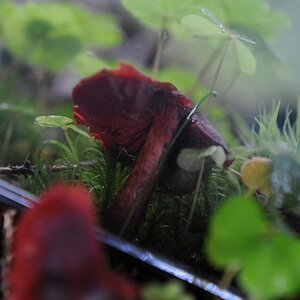 Roter Dingsbums web crop