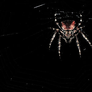 spinne 4