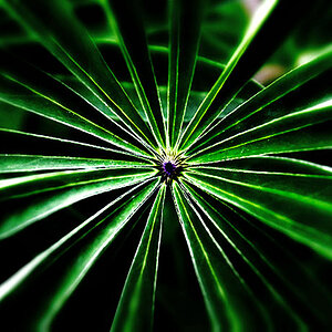 Das Blatt einer Lupine http://www.l-seifert.de/kostenlose-bilder.php