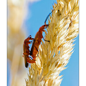 Rote Weichkäfer (Rhagonycha fulva)