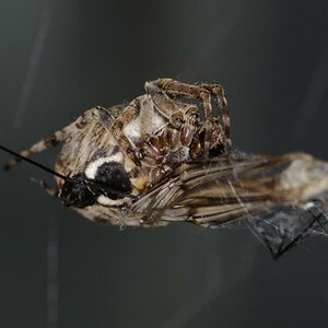 Spinne 1