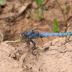 Blaupfeil Südlicher 2012 06 24 a