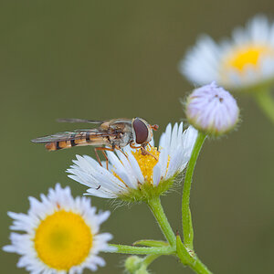 Schwebfliege 2012 07 24 01a