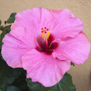 Blume am Balkon