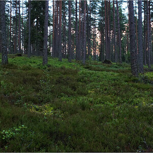 pilzwald
