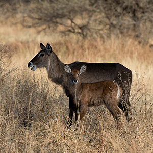 tanzania tarangire nff 004