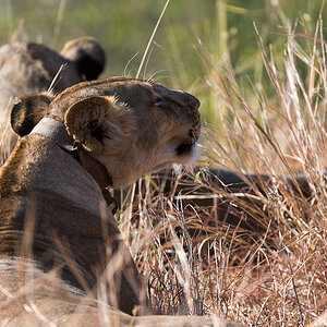 tanzania tarangire nff 015