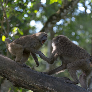 tanzania tarangire nff 018