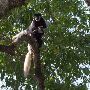 tanzania tarangire nff 021
