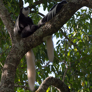 tanzania tarangire nff 022