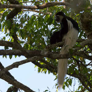 tanzania tarangire nff 023