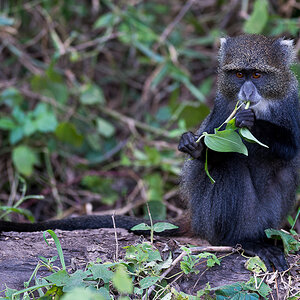 tanzania tarangire nff 024