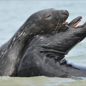 aacomp Helgoland 20120701 11521