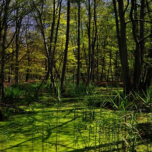 Darßwald