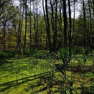 Darßwald