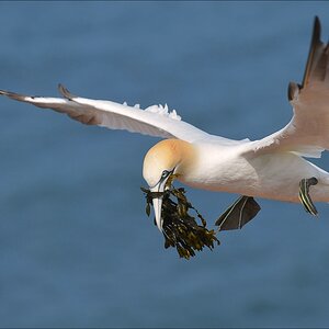 aacomp Helgoland 20120630 5517