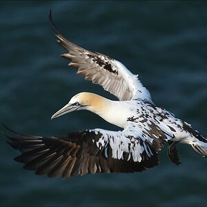 aacomp Helgoland 20120630 4800