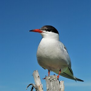 Möwe