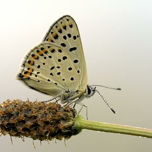 Feuerfalter