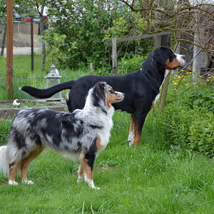 indy börni web