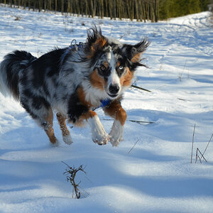 indy schnee web