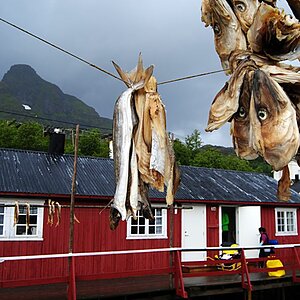 Stockfisch in Norge (48)