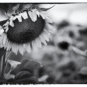 Sonnenblumen