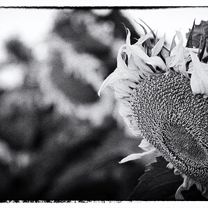 Sonnenblumen