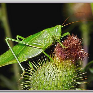 Locust 5