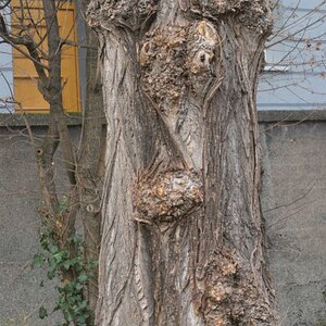 Baumgesicht