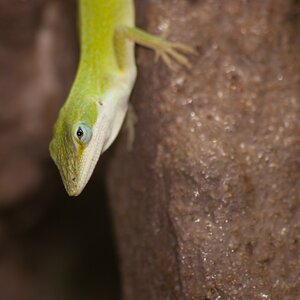 anolis carolinensis