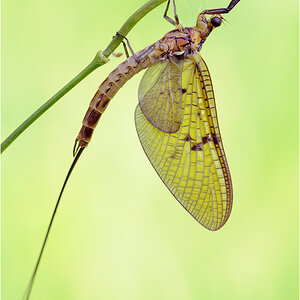 Eintagsfliege