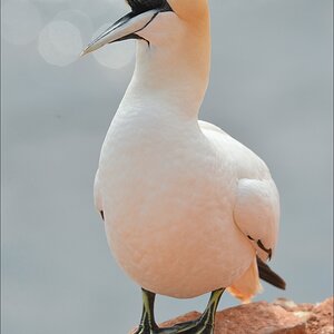 aaacomp Helgoland 20120629 2612