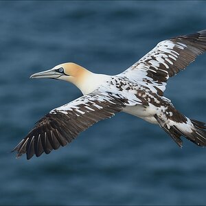 aaacomp Helgoland 20120630 4745