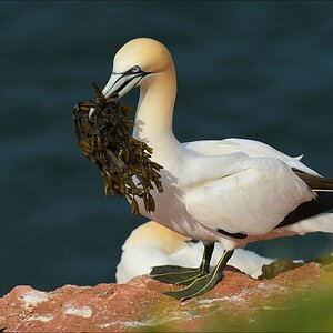 aaacomp Helgoland 20120630 5195