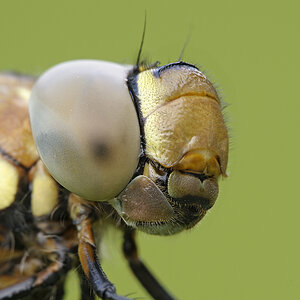 Libelle5115