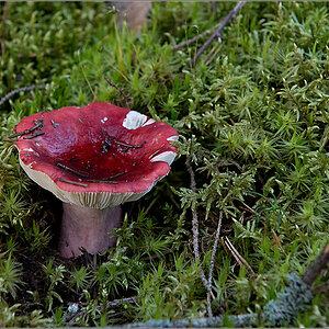 pilz