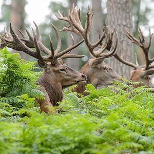 20120811 9403 [NIKON D4] 600 mm,1 125 Sek. bei ƒ   8,0