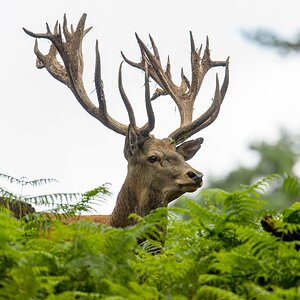 20120811 9407 [NIKON D4] 600 mm,1 400 Sek. bei ƒ   8,0