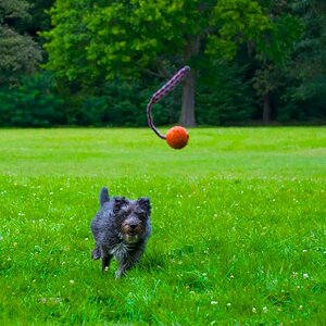 Juma Ball