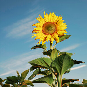 Sonnenblume