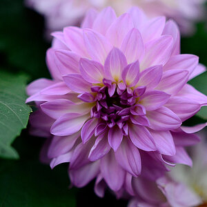 Wali1.435cm900ISO