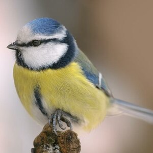 Blaumeise