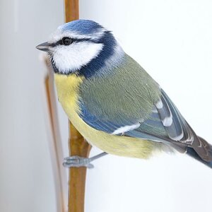 Blaumeise