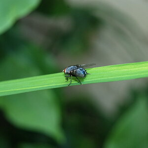 Fliege 1