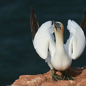 aaacomp Helgoland 20120630 5219